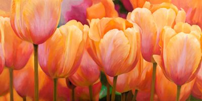 Luca Villa – Summer Tulips