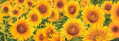 Luca Villa – Field of Sunflowers