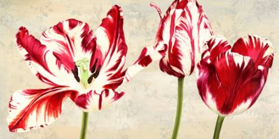 Luca Villa – Tulipes Royales
