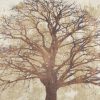 Alessio Aprile - Sacred Oak