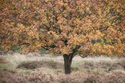 Niele Cora – Autumn Tree