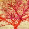 Aprile Alessio - Coral Tree