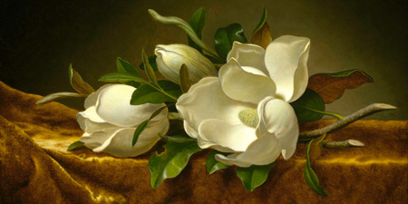 Martin Johnson Heade - Magnolias on Gold Velvet Cloth