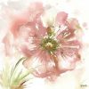 Tre Sorelle Studios - Blush Watercolor Poppy I