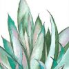 Loco Filippo - Aloe Succulent
