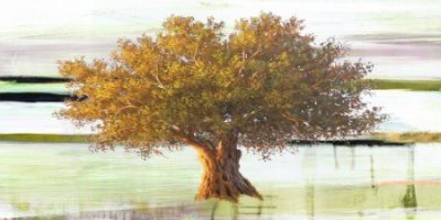 Art Studio – Olive tree I