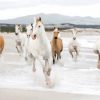 Zero Creative Studio - Horses on the beach