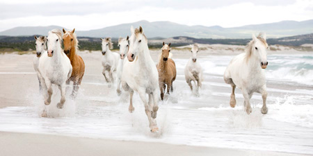 Zero Creative Studio - Horses on the beach