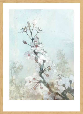 Poster με κορνίζα Roko Ken – Climbing Cherry Blossoms I