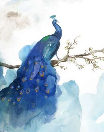 PI Studio - Blue Peacock