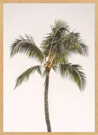 Poster με κορνίζα Straatsma Leah – Rosy Palm Tree