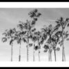 Poster με κορνίζα Silver Richard – California Palms III