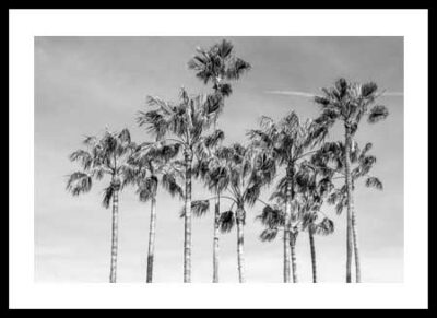 Poster με κορνίζα Silver Richard – California Palms III