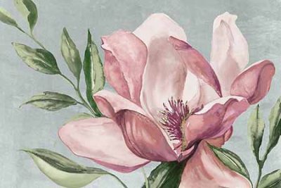 Jacob Q – Blooming Pink Magnolia